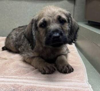 Dachshund and Terrier Dogs Available for Adoption in Seattle, Washington - Pot Roast | PetCurious