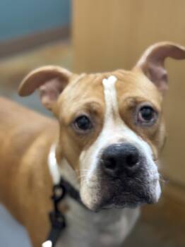 Rescue Boxer and Pit Bull Terrier Dogs for Adoption in Burlington, New Jersey - Terrance | PetCurious