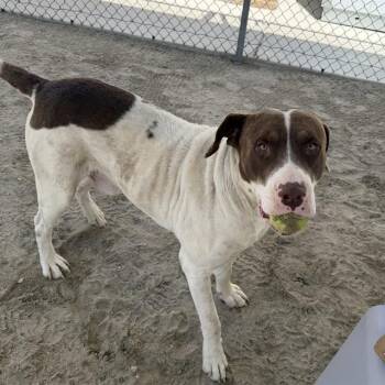 Pit Bull Terrier Dogs Available for Adoption in Thousand Palms, California - LOVER | PetCurious