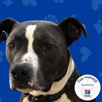 Lorenzo -  Pit Bull Terrier Dog for Adoption in Reno, Nevada - Lorenzo | PetCurious