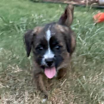 Ruby 26-08-003 -  Mixed Breed Dog for Adoption in Bastrop, Texas - Ruby 26-08-003 | PetCurious