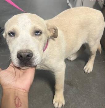 Mirabel -  Mixed Breed Dog for Adoption in Fresno, California - Mirabel | PetCurious