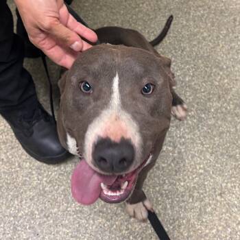 Kensington* -  Pit Bull Terrier Dog for Adoption in San Gabriel, California - Kensington* | PetCurious