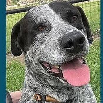Freckles -  Australian Cattle Dog Blue Heeler Dog Available for Adoption in Brock, Texas - Freckles | PetCurious