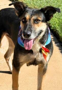 GIRLY -  German Shepherd Dog Dog for Adoption in Levelland, Texas - GIRLY | PetCurious