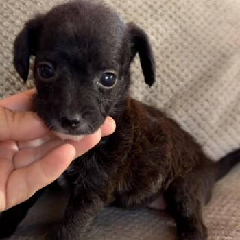 Pocket -  Miniature Poodle and Chihuahua Dog for Adoption in Redlands, California - Pocket | PetCurious