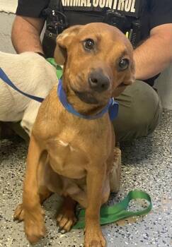 Rudo -  Pit Bull Terrier Dog for Adoption in Mobile, Alabama - Rudo | PetCurious