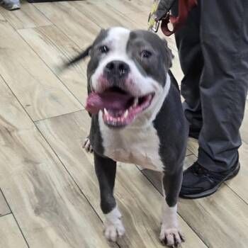 Blond -  Pit Bull Terrier Dog for Adoption in Newark, New Jersey - Blond | PetCurious