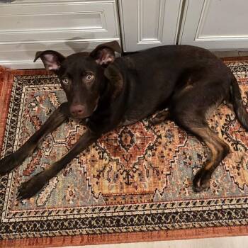 Rescue Labrador Retriever Dogs for Adoption in Denison, Texas - Teddy Fka Gus | PetCurious