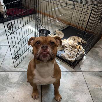 Cruz -  Bulldog Dog for Adoption in Mokena, Illinois - Cruz | PetCurious