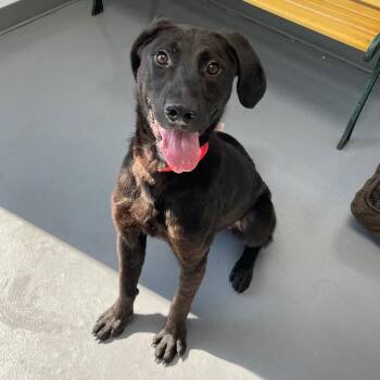 Gills -  Black Labrador Retriever and Mixed Breed Dog for Adoption in Roanoke, Virginia - Gills | PetCurious