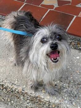 Darla -  Pomeranian and Chihuahua Dog for Adoption in Baker, Louisiana - Darla | PetCurious