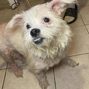 Rescue Terrier Dogs for Adoption in Normal, Illinois - Snookie | PetCurious