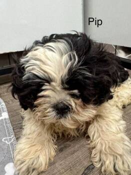 Pip -  Shih Tzu and Maltese Dog for Adoption in St. George, Utah - Pip | PetCurious