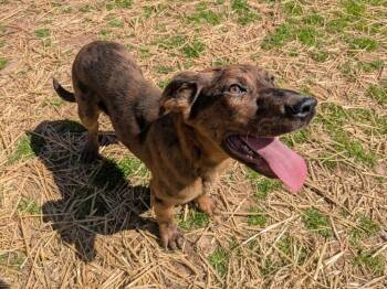 Rescue Hound Dogs for Adoption in Dover, Arkansas - Cracker | PetCurious