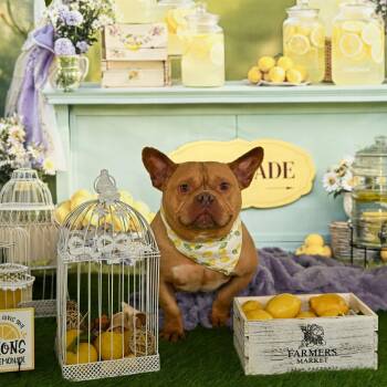 Staffordshire Bull Terrier Dogs Available for Adoption in Ferndale, Washington - Logan | PetCurious