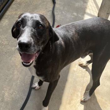 Hound Dogs Available for Adoption in Birmingham, Alabama - Joe Nathan | PetCurious