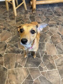 Terrier Dogs Available for Adoption in Sterling Heights, Michigan - Schist | PetCurious