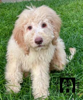 Nally -  Golden Retriever and Standard Poodle Dog for Adoption in Omaha, Nebraska - Nally | PetCurious
