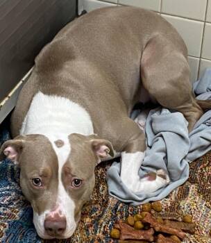 Pit Bull Terrier Dogs Available for Adoption - Autumn | PetCurious