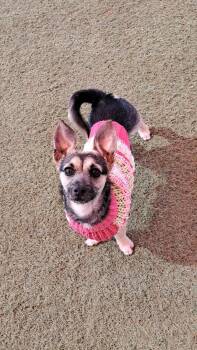 Chihuahua and Terrier Dogs Available for Adoption - Kya | PetCurious