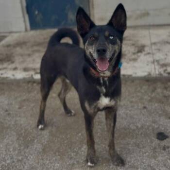 Mixed Breed Dogs Available for Adoption in Independence, Kansas - Whiskey | PetCurious