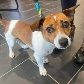 Glenn -  Jack Russell Terrier Dog for Adoption in Philadelphia, Pennsylvania - Glenn | PetCurious
