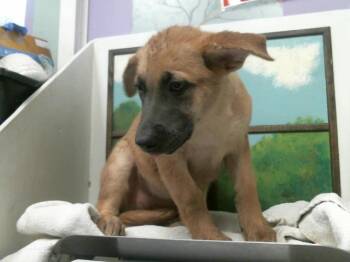 INDIGO -  German Shepherd Dog and Mixed Breed Dog for Adoption in Houston, Texas - INDIGO | PetCurious