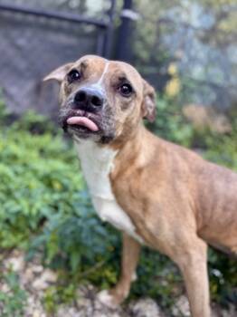 Rescue Pit Bull Terrier and Mixed Breed Dogs for Adoption in New Orleans, Louisiana - Maisy | PetCurious