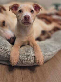 Chiweenie and Shiba Inu Dogs Available for Adoption in San Diego, California - Mazer | PetCurious