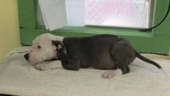 Pattsy -  Terrier and Mixed Breed Dog for Adoption in Picayune, Mississippi - Pattsy | PetCurious