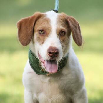 Svedka -  Terrier Dog for Adoption in Columbia, South Carolina - Svedka | PetCurious