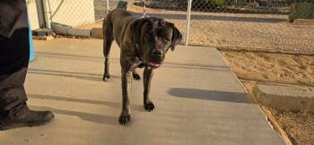 Maya -  Cane Corso and Mastiff Dog for Adoption in California City, California - Maya | PetCurious