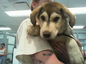 A1266770 -  Siberian Husky Dog for Adoption in Charlotte, North Carolina - A1266770 | PetCurious