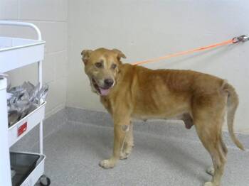 A186245 -  Labrador Retriever and Mixed Breed Dog for Adoption in Pasadena, Texas - A186245 | PetCurious