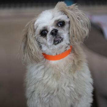 Sassy (AG26-198) -  Shih Tzu Dog for Adoption in Peyton, Colorado - Sassy (AG26-198) | PetCurious