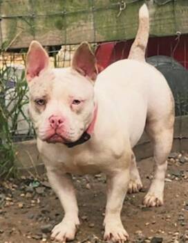 Rescue French Bulldog and Bulldog Dogs for Adoption in Egg Harbor City, New Jersey - Toby | PetCurious