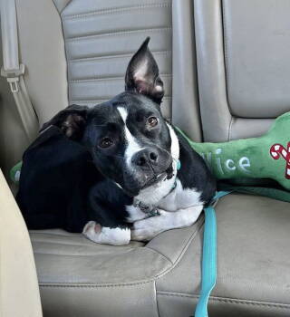 Rescue Terrier Dogs for Adoption in Southaven, Mississippi - POPPY | PetCurious