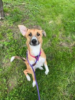 Rescue Australian Shepherd and Mixed Breed Dogs for Adoption in Morton Grove, Illinois - Bella | PetCurious