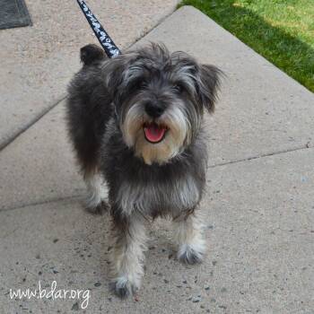 Schnauzer Dogs Available for Adoption in Cheyenne, Wyoming - Bonnie | PetCurious