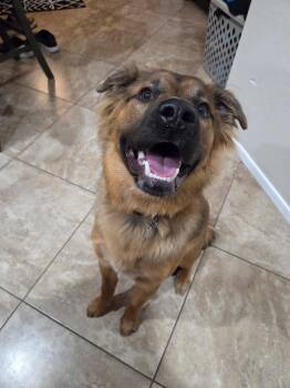 German Shepherd Dog Dogs Available for Adoption in Phoenix, Arizona - Harley | PetCurious