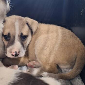TJ -  Shepherd Dog for Adoption in Montgomery, Alabama - TJ | PetCurious