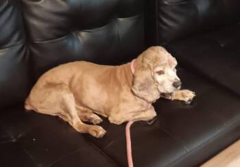 Rescue Cocker Spaniel Dogs for Adoption in Sioux City, Iowa - Moses | PetCurious