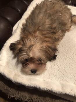 Egglasias -  Maltipoo Dog for Adoption in Fresno, California - Egglasias | PetCurious