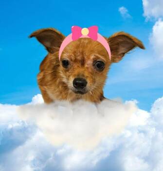 Chihuahua Dogs Available for Adoption in Salem, Oregon - Pixie | PetCurious