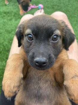 Dachshund and Shepherd Dogs Available for Adoption in Los Angeles, California - Scout | PetCurious