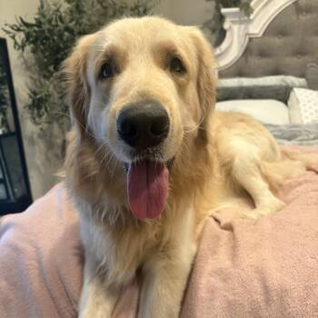 Beau (Bogangles) -  Labrador Retriever Dog for Adoption in Santa Fe, Texas - Beau (Bogangles) | PetCurious