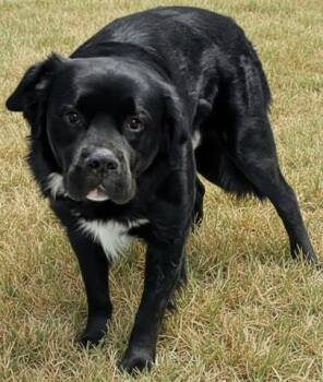 Newfoundland Dog and Mixed Breed Dogs Available for Adoption - WOOKIE | PetCurious
