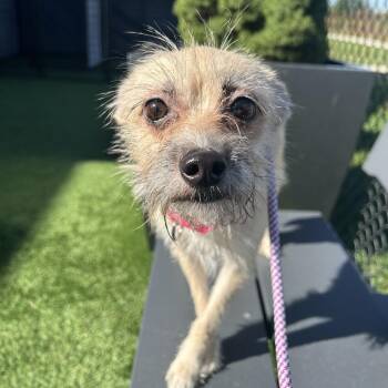 Cheri -  Terrier and Mixed Breed Dog for Adoption in Matteson, Illinois - Cheri | PetCurious