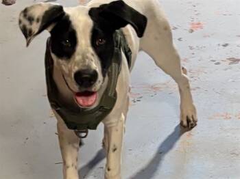 Rescue American Bulldog and Mixed Breed Dogs for Adoption in Ames, Iowa - BOBO | PetCurious